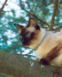 Photo of Siamese cat in pine tree