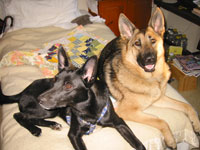 Black dog and German shepherd on bed