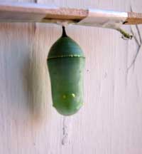 chrysalis