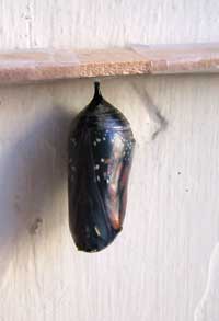 butterfly visible inside chrysalis