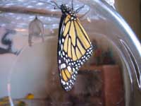 butterfly hanging from top of container