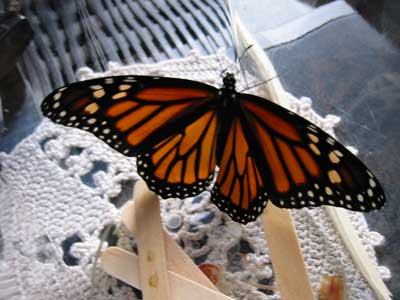 Newly emerged female monarch