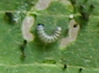 Detail showing one caterpillar