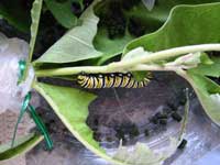 caterpillar on milkweed in fish bowl