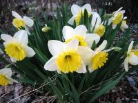 Daffodils in Pere Marquette Park - April 15, 2005