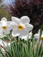 Narcissus blossoms