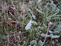 frost on lawn plants