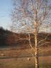 Robins in birch tree, early morning