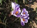 crocus flowers