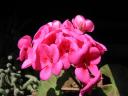 Geranium (pelargonium) blossoms