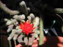 Cactus flower