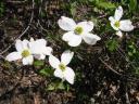 Dogwood blossoms