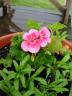 Geranium blossoms