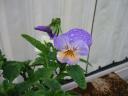 Pansy flower moist with rain