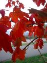 Red maple leaves