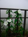 White morning glory flowers on fence