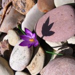 Violet crocus growing between rocks