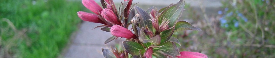 Wigela (honeysuckle) pink buds on twig