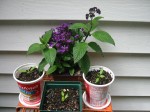 heliotrope (dark purple flowers) and chili pepper seedlings