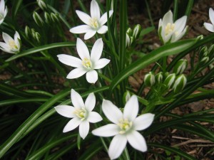 white flowers with yellow centers