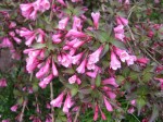 Weigela (honeysuckle) pink blossoms