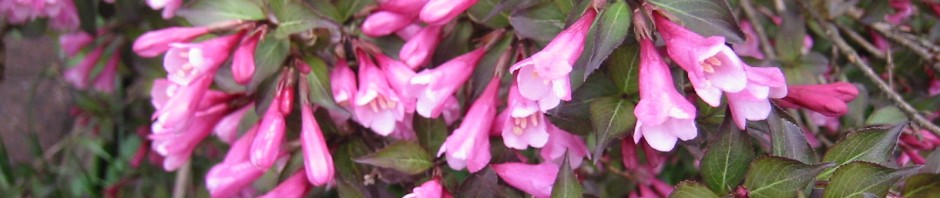 Weigela (honeysuckle) pink blossoms