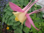 columbine flower - pink outer petals, yellow inner petals